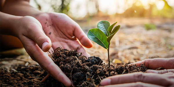people planting a tree