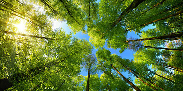 Forest with tall trees