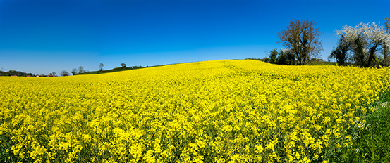 HVO crop field.png